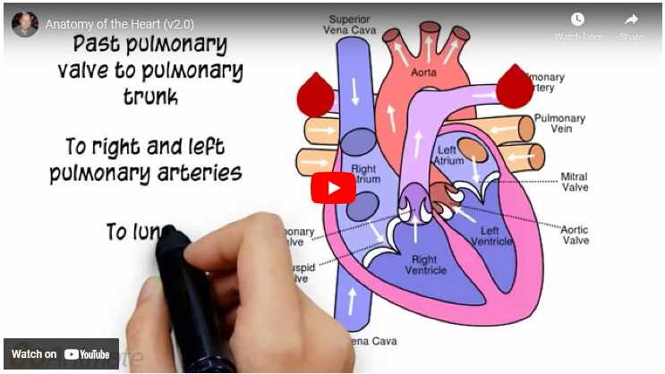 anatomy and physiology chapter 4 study guide answers