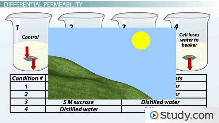 egg lab osmosis and diffusion answers