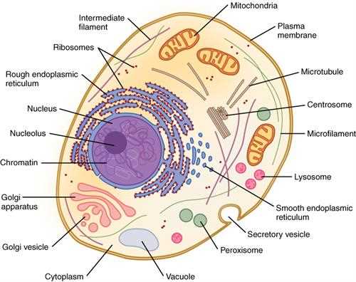 basic unit of life lab answers