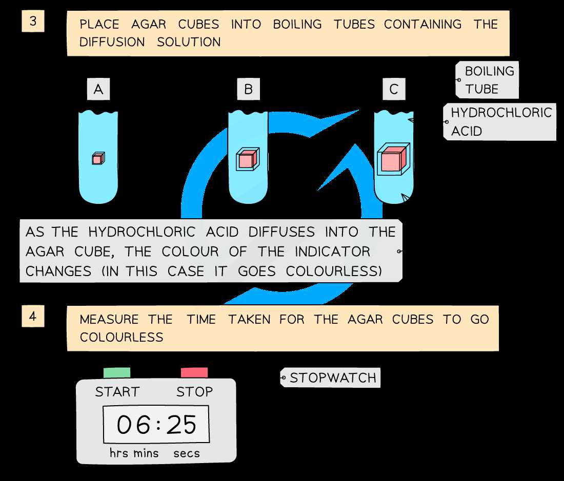 diffusion in agar cubes answer key