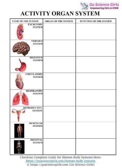 human body systems exam answer key