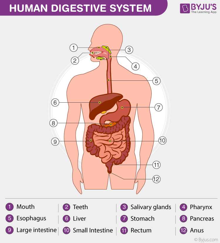 human body systems exam answer key