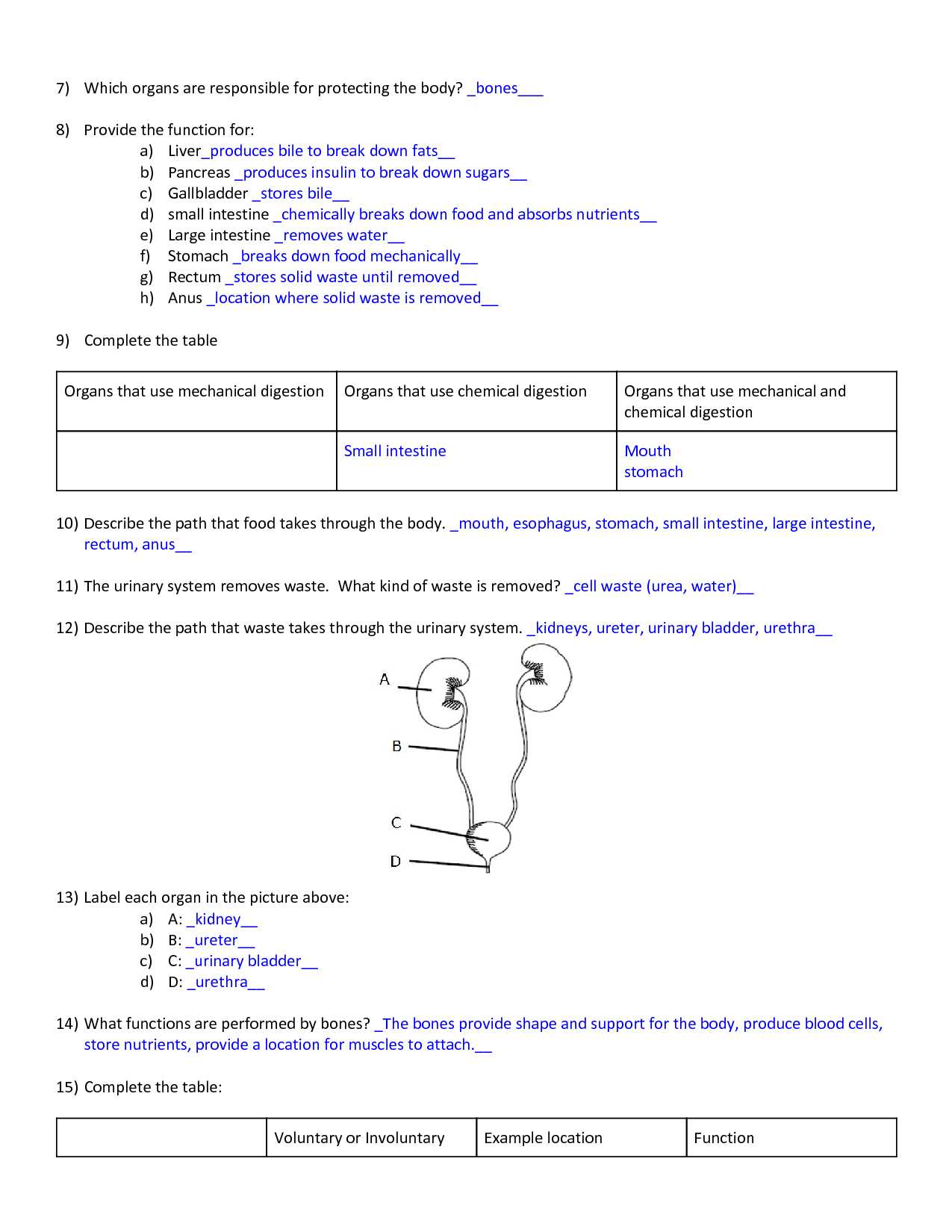 human body systems exam answer key