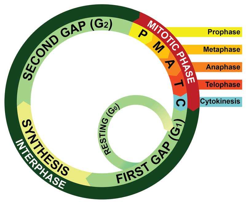 ck 12 biology workbook answers