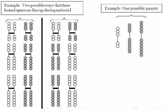 lab three mitosis and meiosis answer key