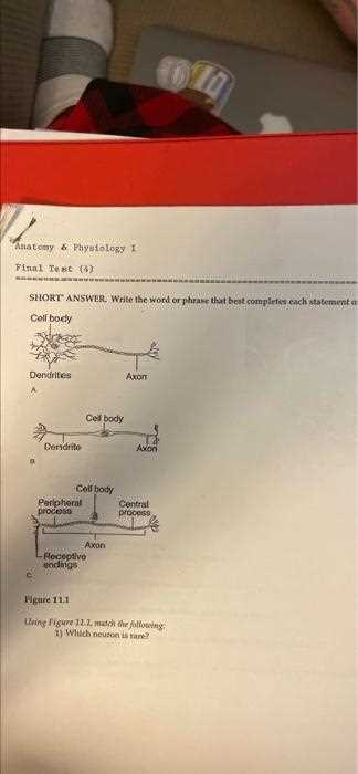 anatomy physiology final exam answers