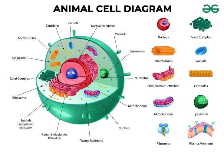 introduction to animal care exam answers