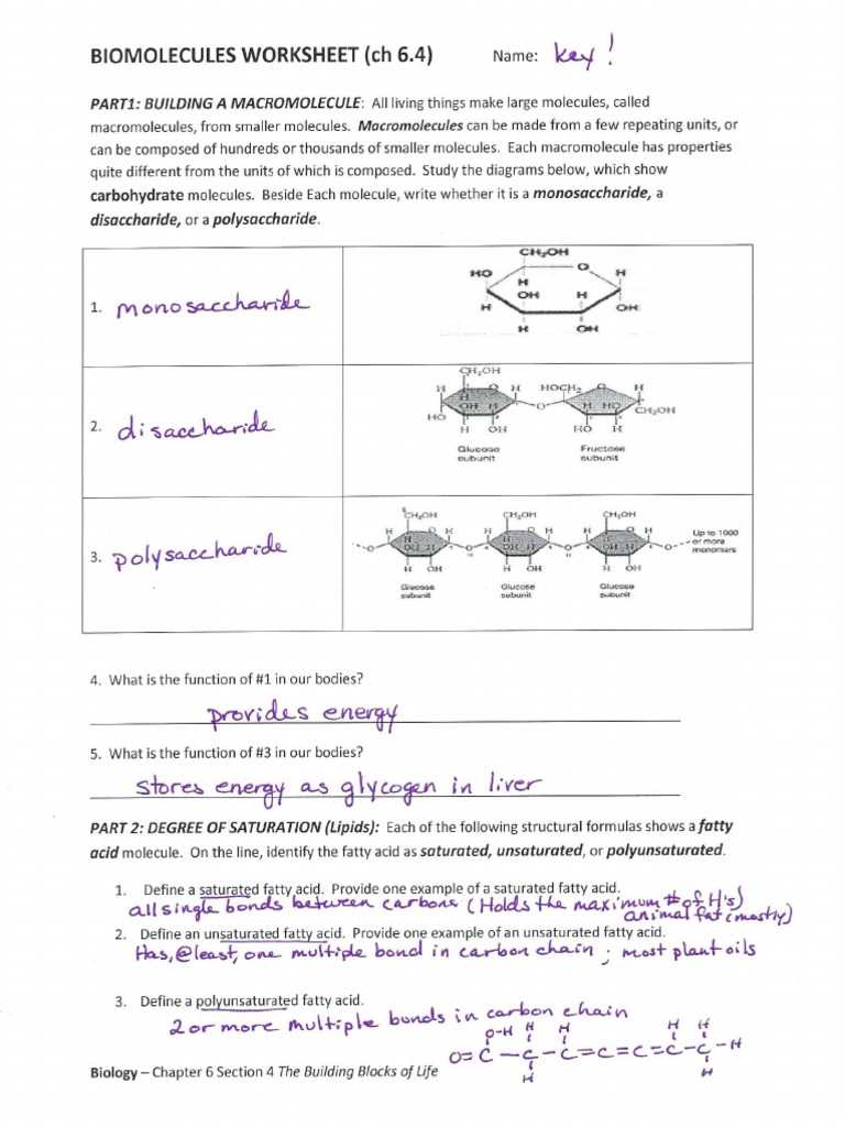 molecules of life worksheet answers