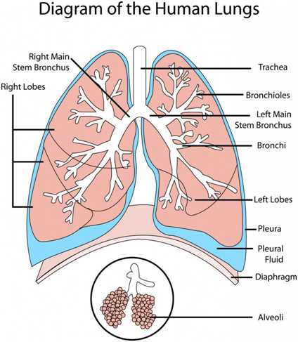 national cpr foundation exam answers