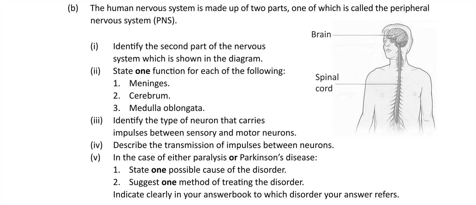 nervous system exam questions