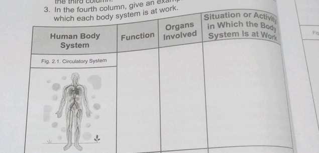 human body systems exam answer key