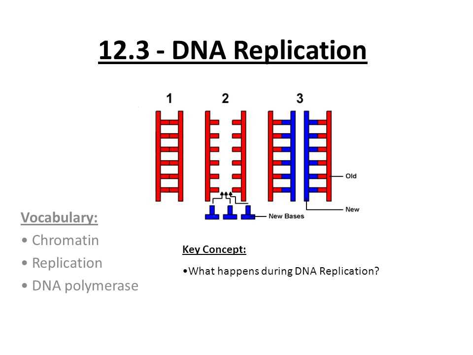 12.3 dna replication answer key