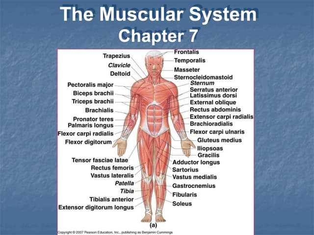 pearson biology workbook answers chapter 7