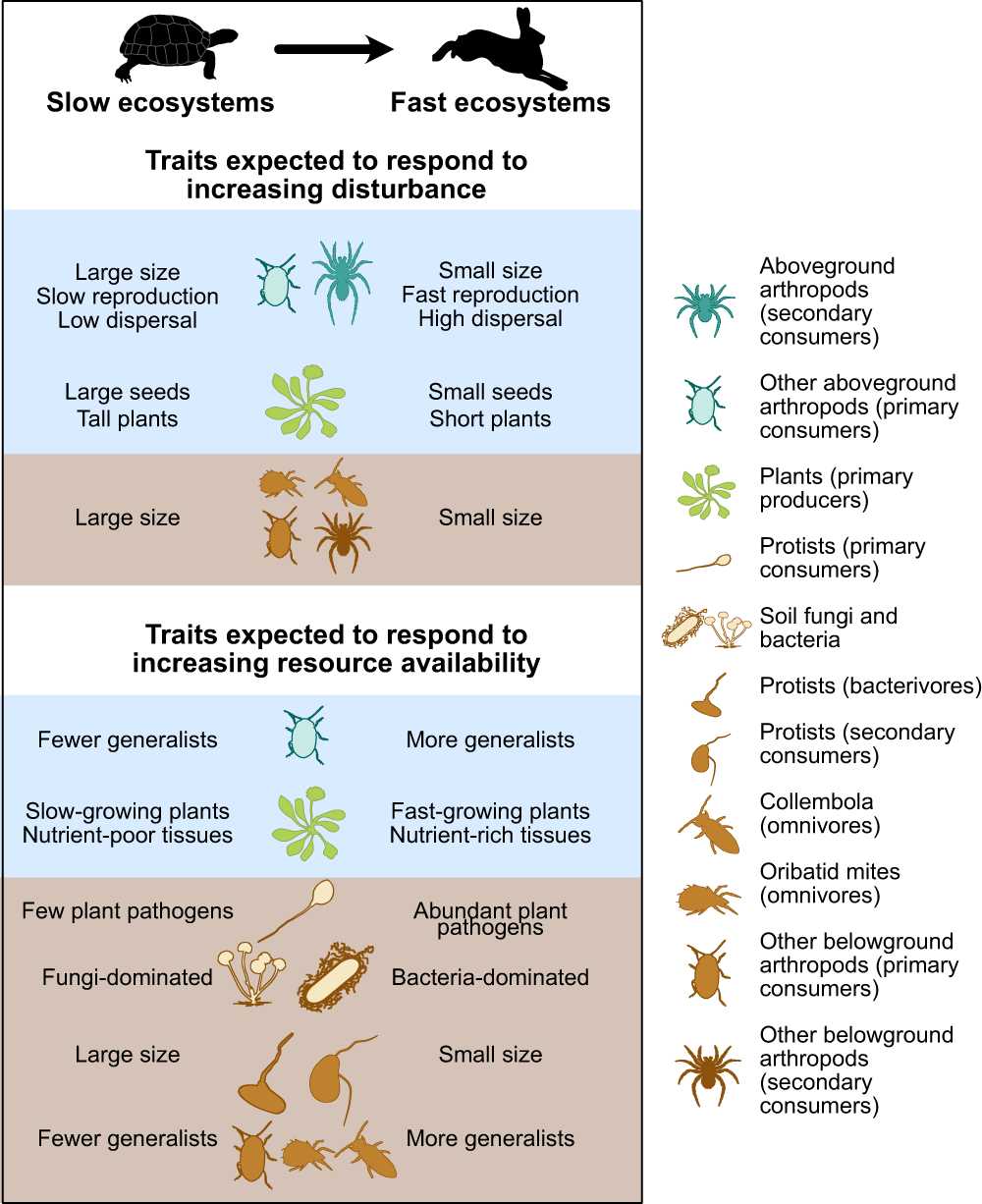 chapter 36 resource acquisition and transport in vascular plants reading guide answers