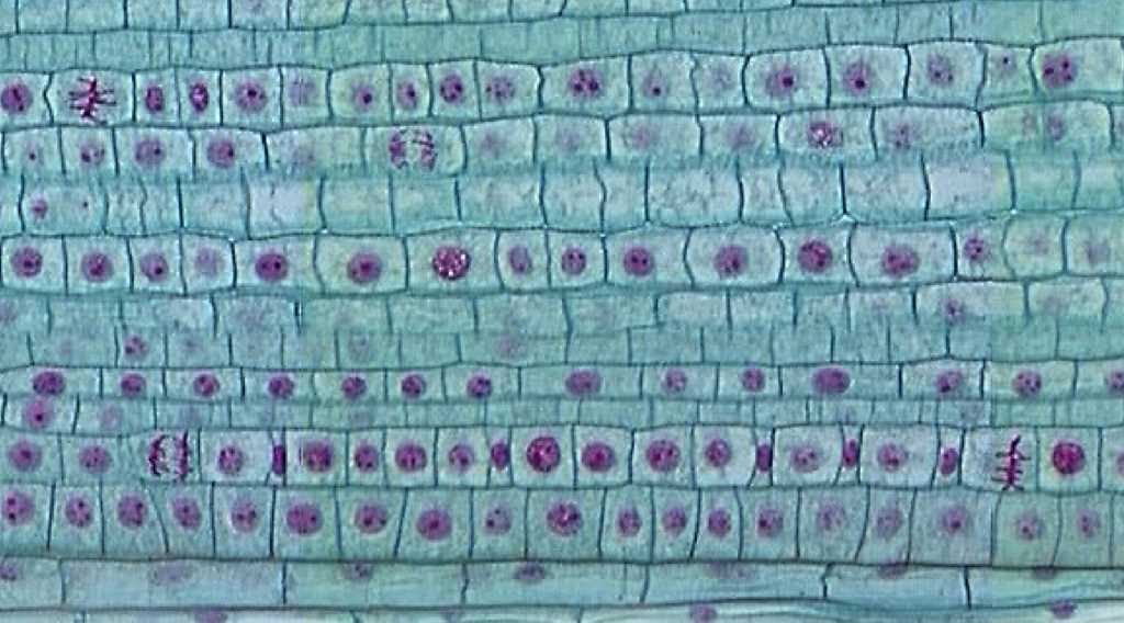 onion root tip mitosis lab worksheet answers