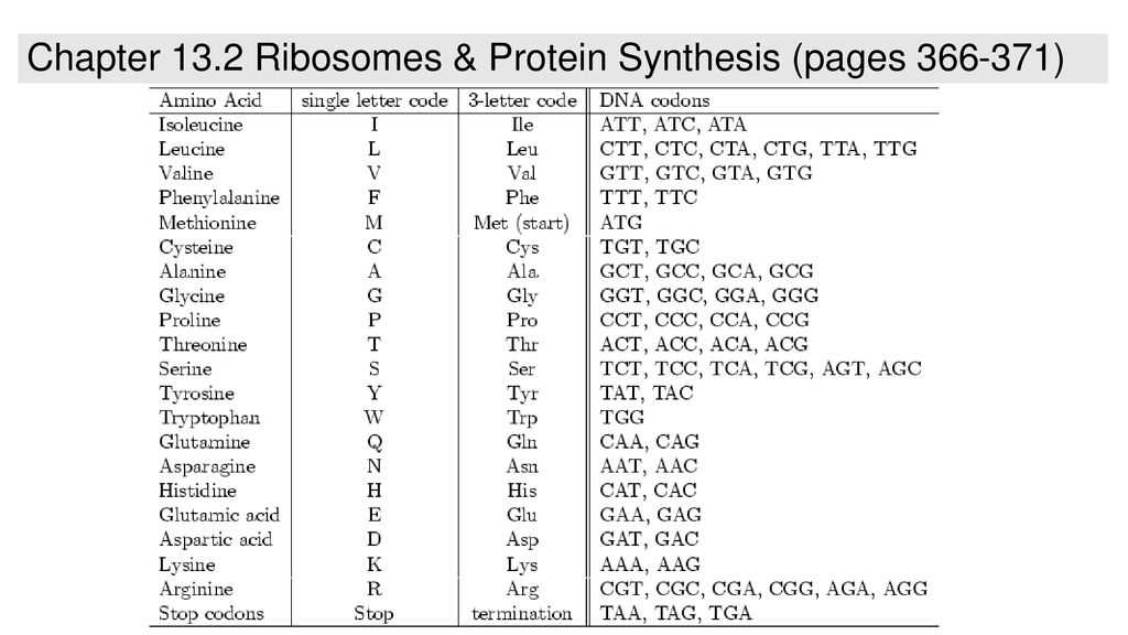 13.2 ribosomes and protein synthesis answers