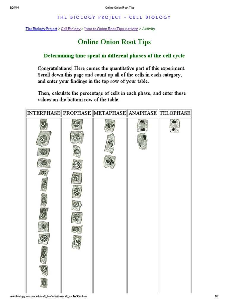 onion root tip mitosis lab worksheet answers