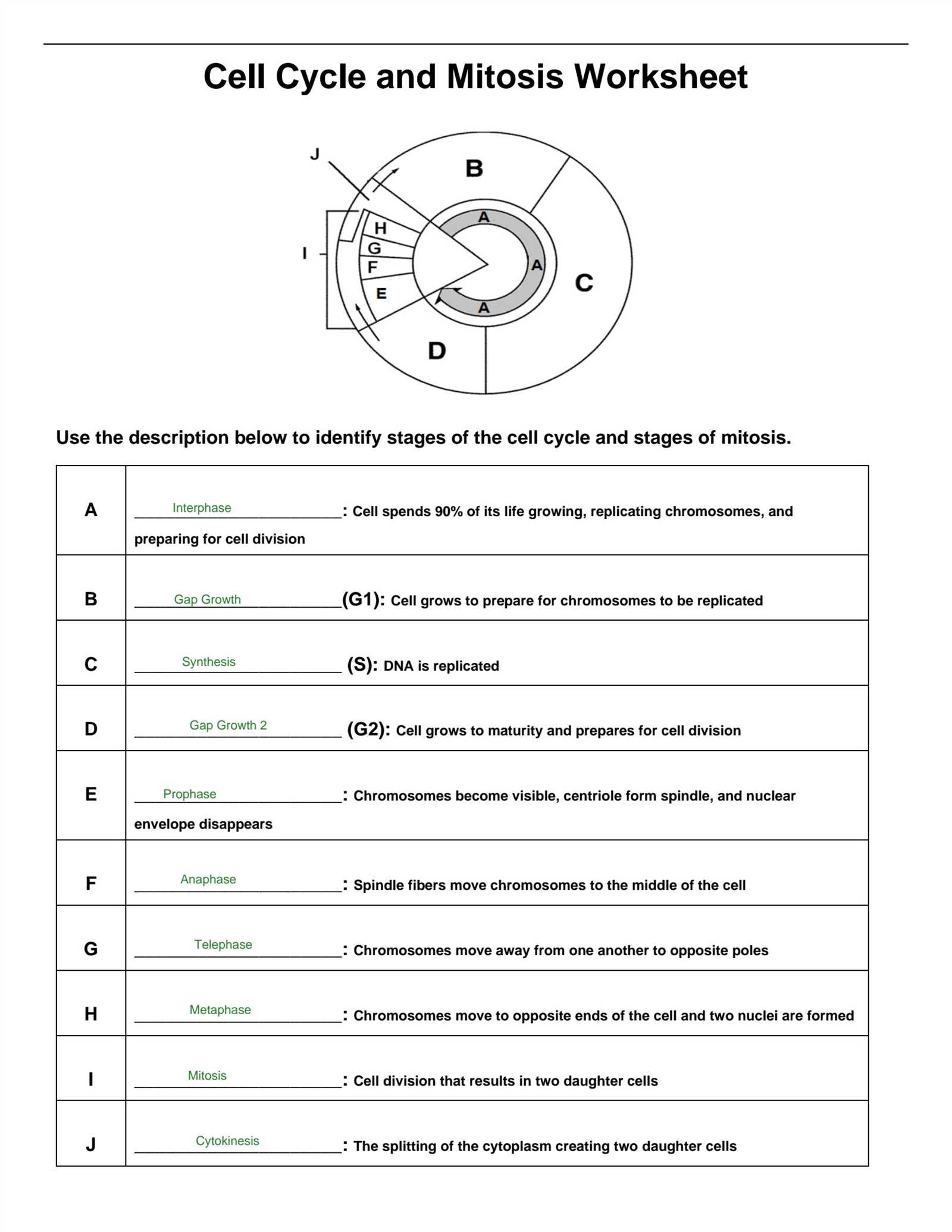 mitosis exam questions and answers