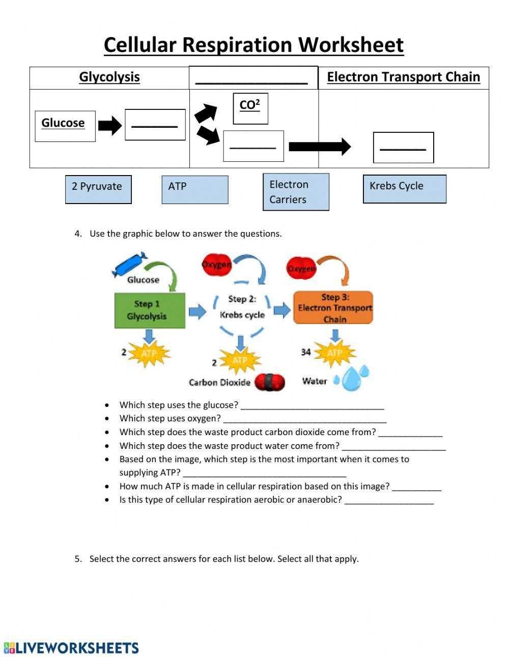 cellular respiration virtual lab answer key phschool