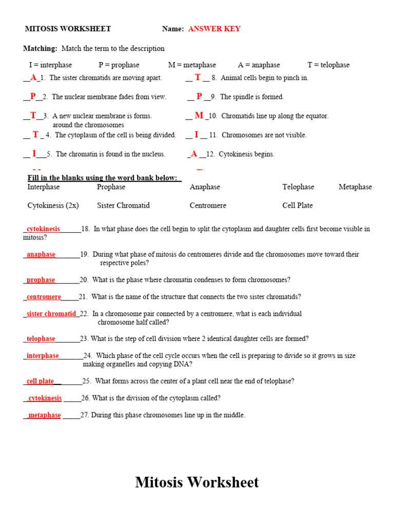 mitosis coloring homework answers