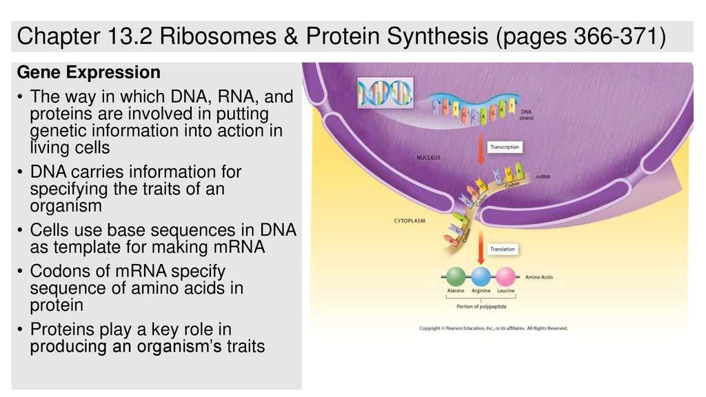 13.2 ribosomes and protein synthesis answers