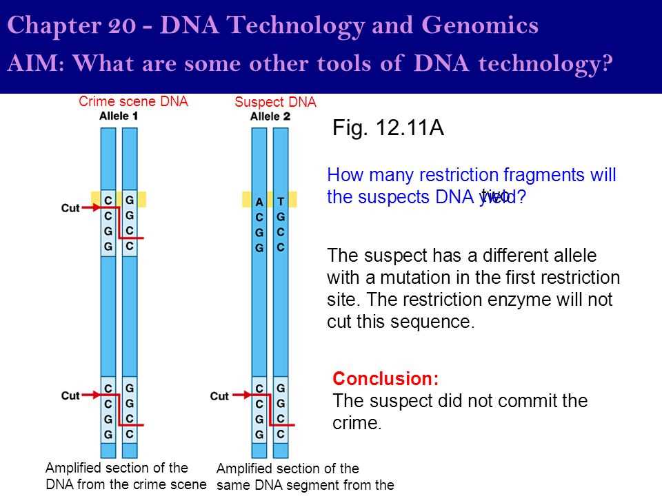 chapter 20 dna tools and biotechnology reading guide answers