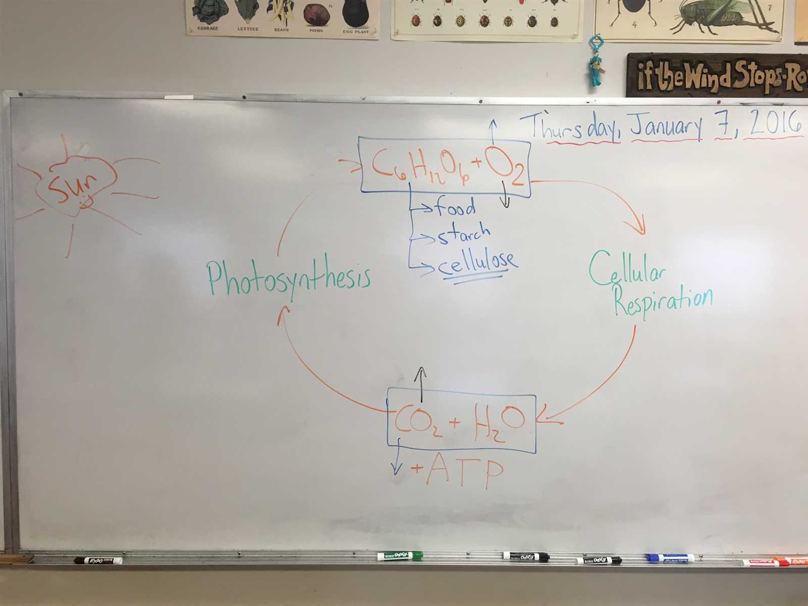 photosynthesis pogil answer key