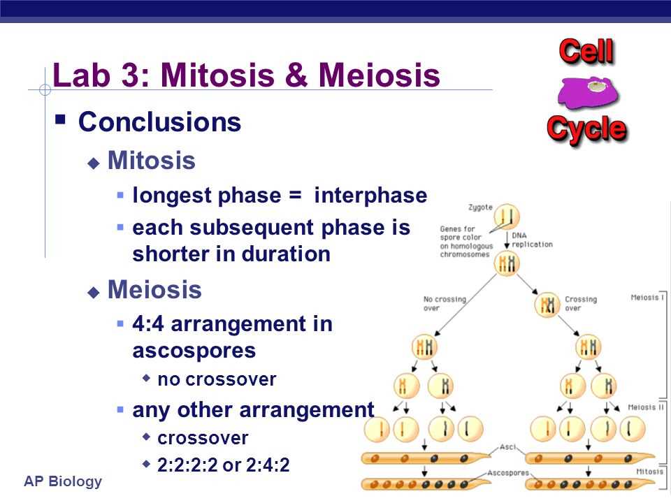 lab three mitosis and meiosis answer key