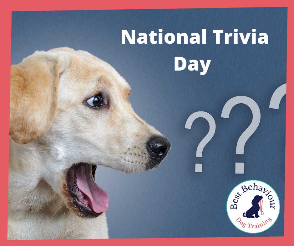 dog trivia questions and answers