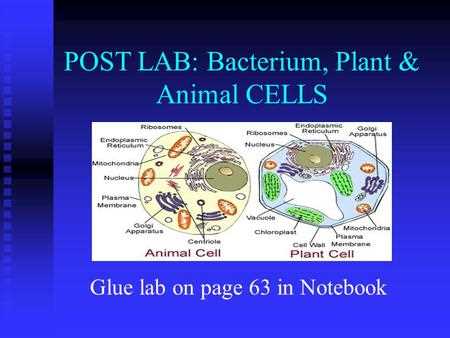 basic unit of life lab answers