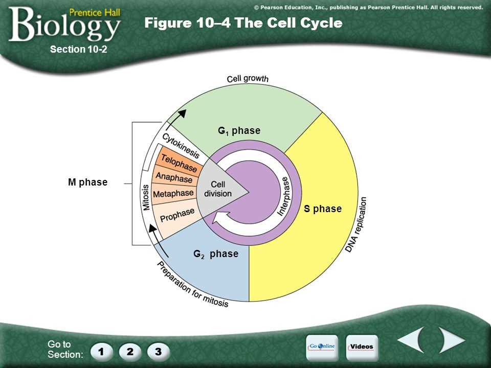 section 10 1 cell growth answer key