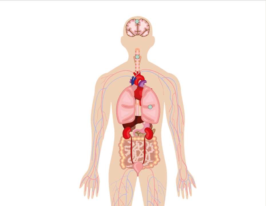 human body systems exam answer key