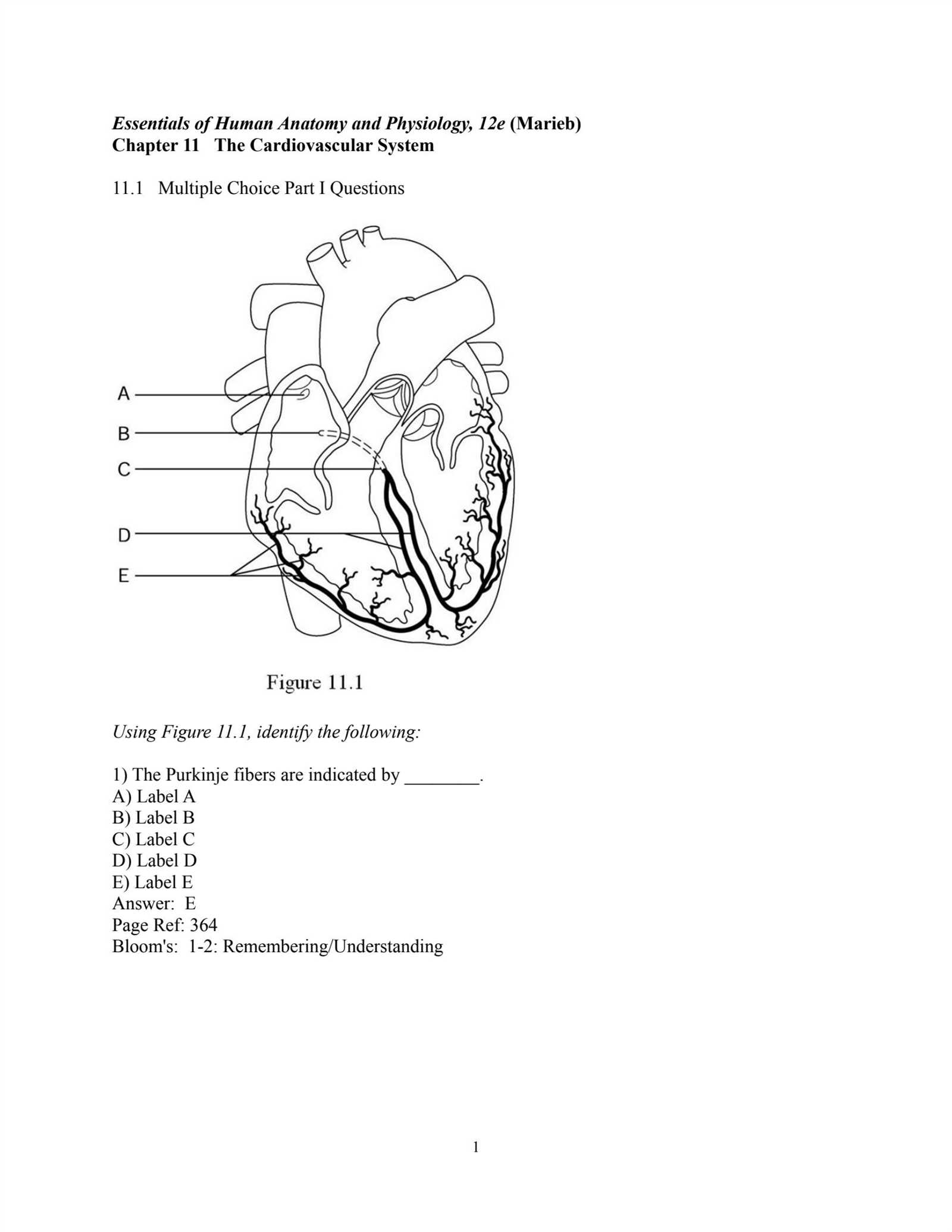 cardiovascular physiology exam questions and answers