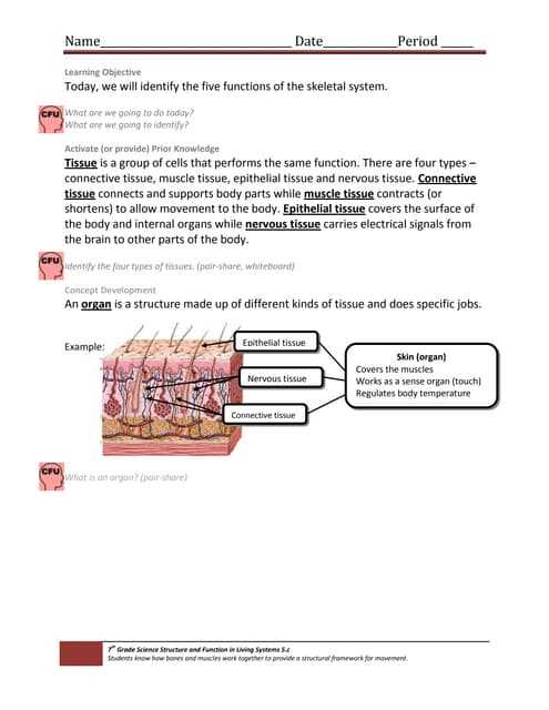 human body systems exam answer key