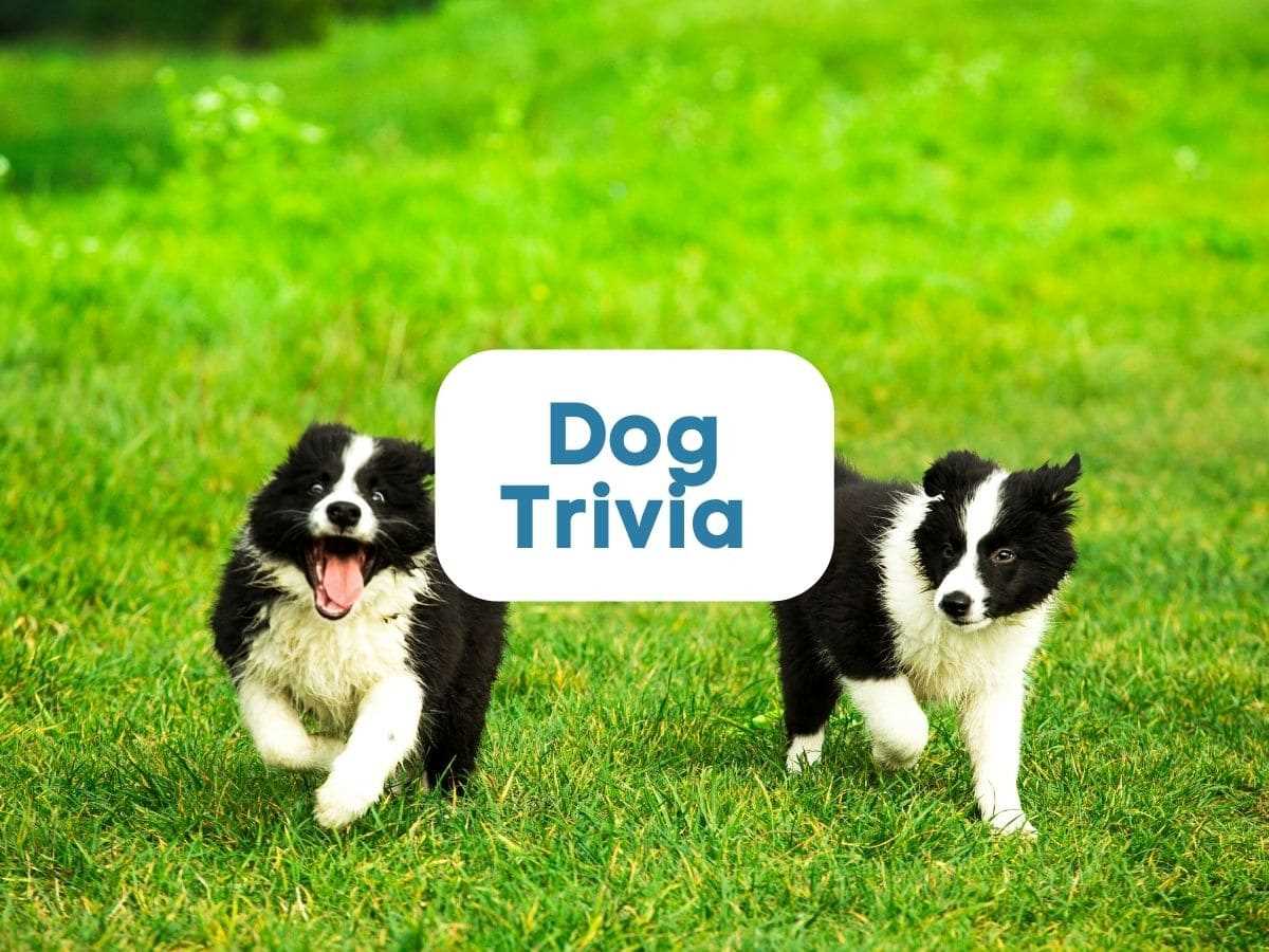 pet trivia questions and answers