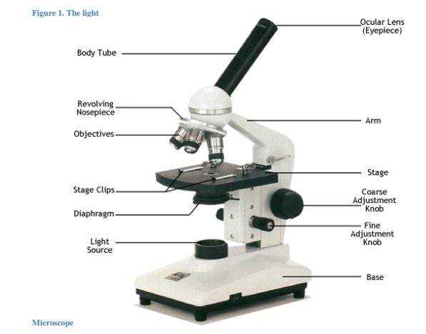 biology chapter 1 assessment answers