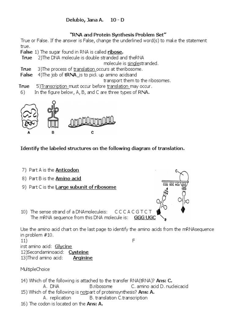 13.2 ribosomes and protein synthesis answers