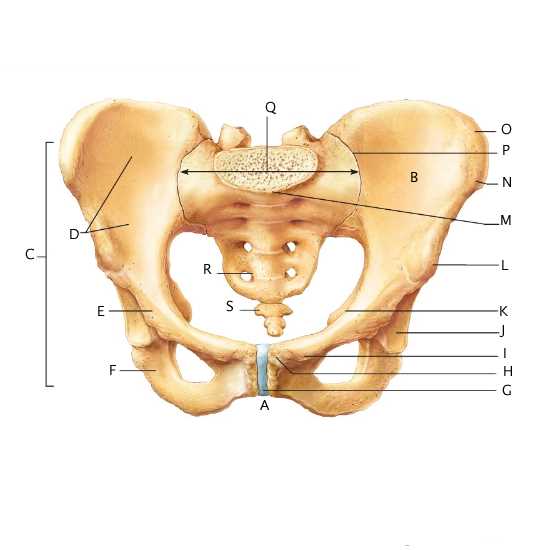 anatomy and physiology exam 2