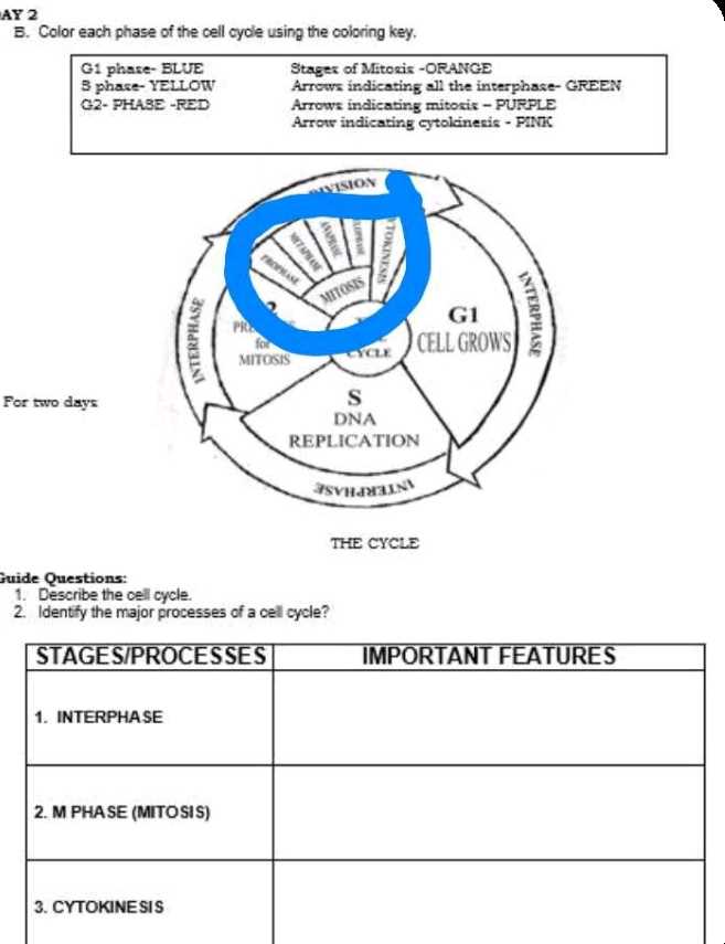 mitosis coloring homework answers