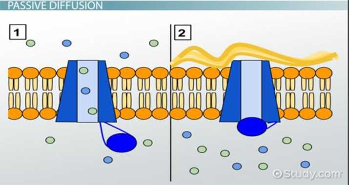 chapter 3 active reading guide carbon and the molecular diversity of life answers