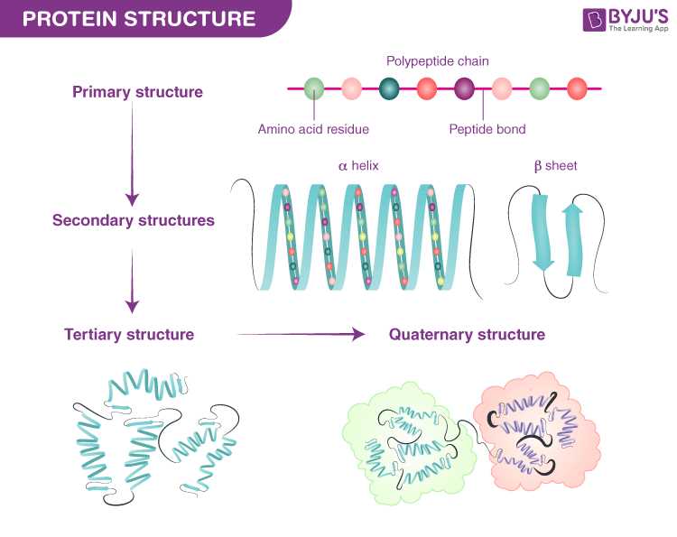 topic 1 biochemistry and the molecules of life answers