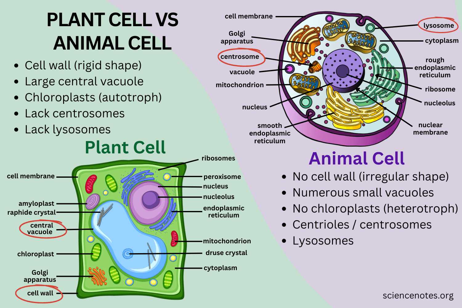 cell size worksheet answer key