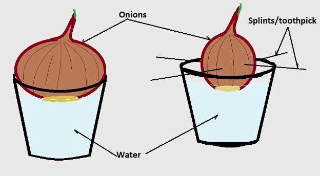 onion root tip mitosis lab worksheet answers