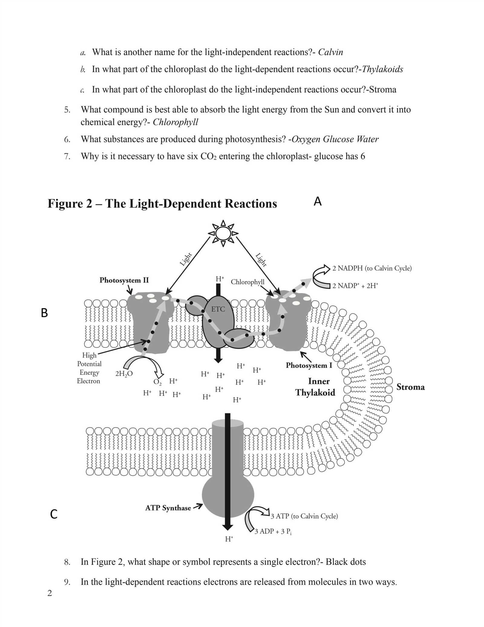 photosynthesis pogil answer key