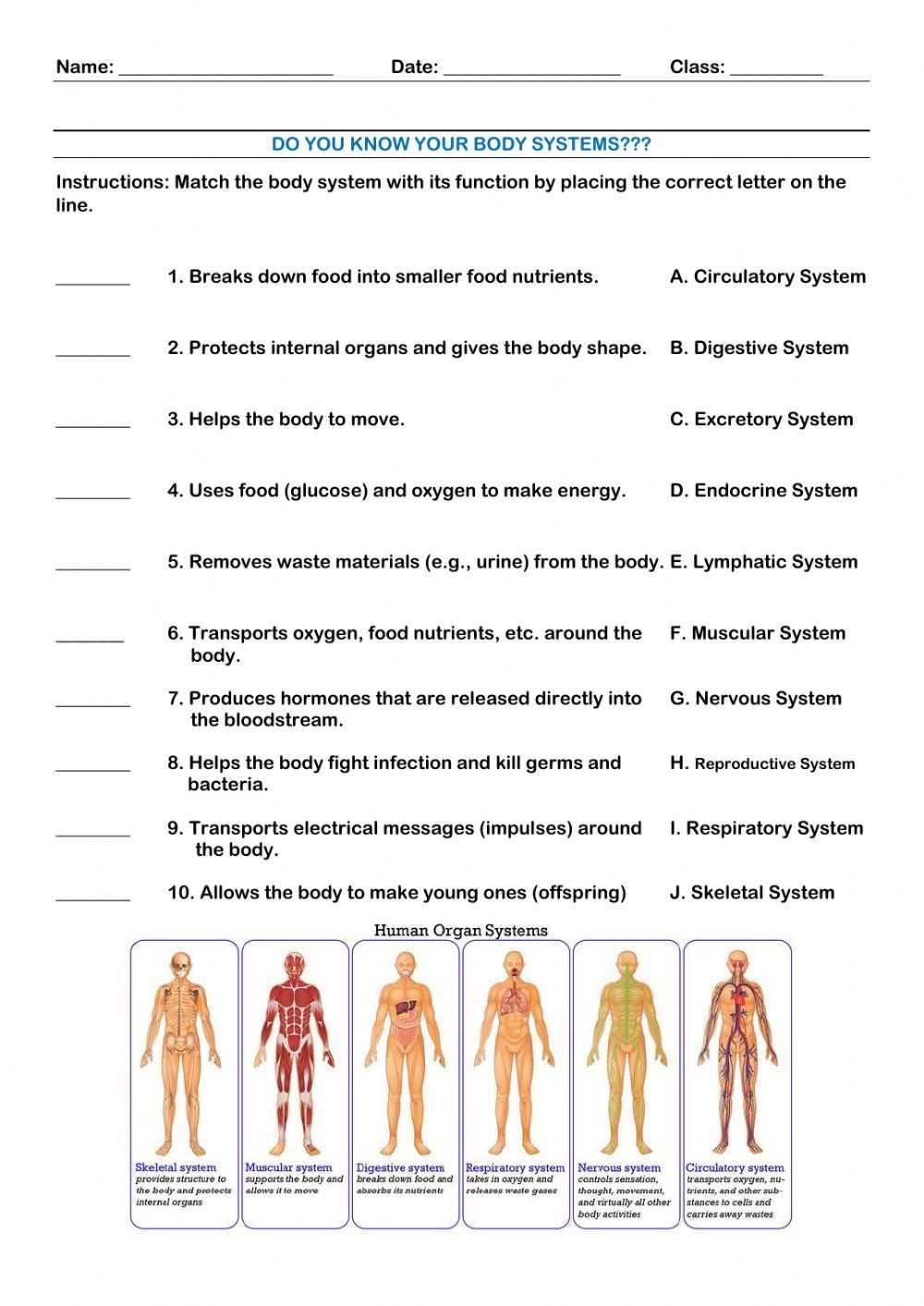 human body systems exam answer key