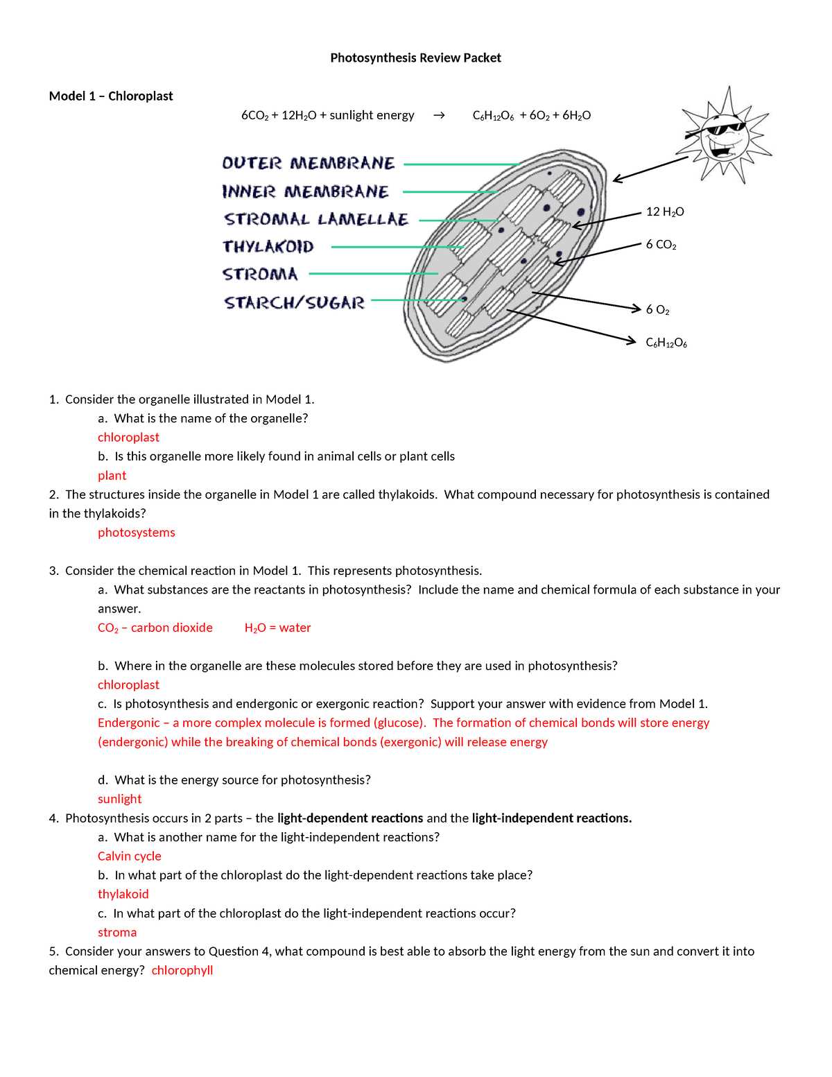 photosynthesis pogil answer key