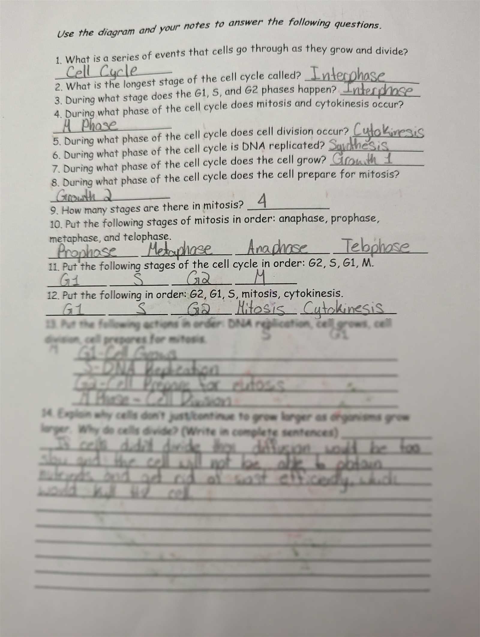 mitosis coloring homework answers