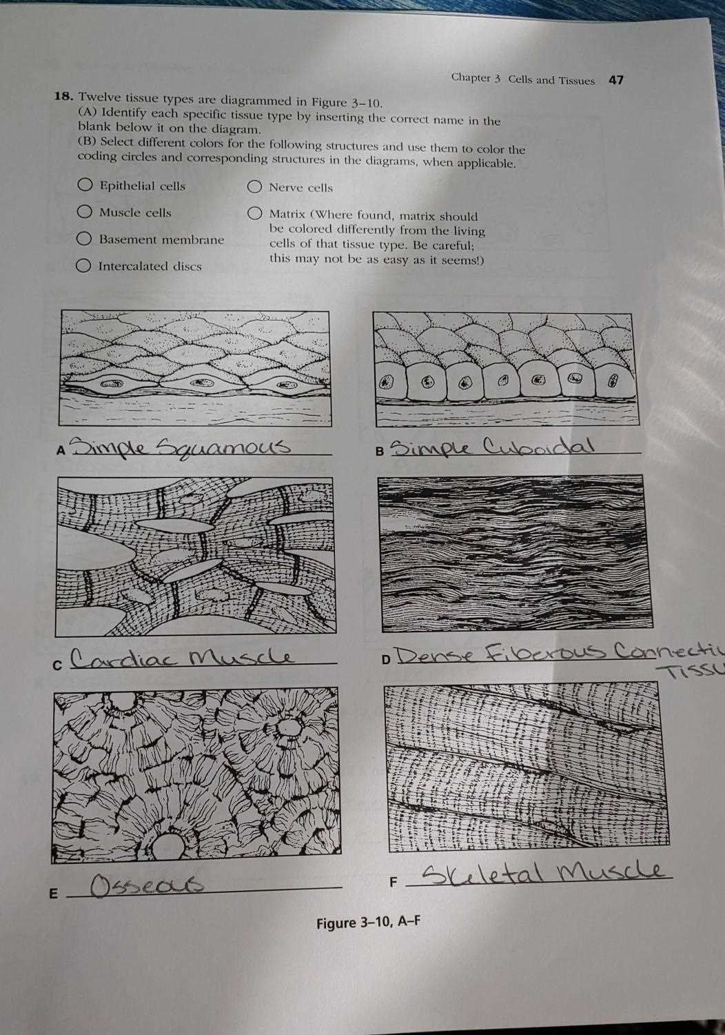 anatomy and physiology chapter 3 cells and tissues answer key