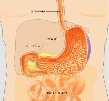 instrument used to examine the stomach